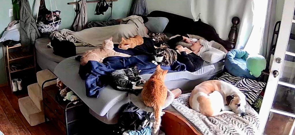 5 AM Alarms & 15 Rescues: My Survival Guide to Life as a Tired Pet&nbsp;Mama