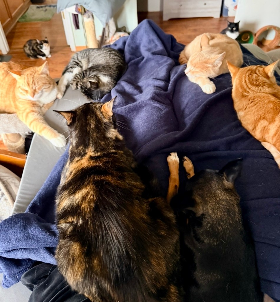 A cozy scene with multiple cats and a small dog lounging together on a blanket in a living room.