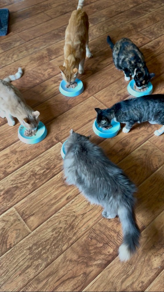 Five cats eating from blue bowls on a wooden floor.